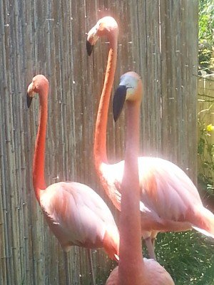 san diego flamingo deck